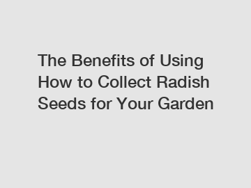 The Benefits of Using How to Collect Radish Seeds for Your Garden