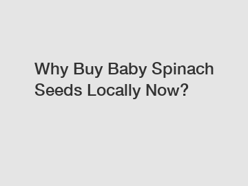 Why Buy Baby Spinach Seeds Locally Now?