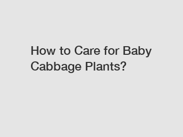 How to Care for Baby Cabbage Plants?