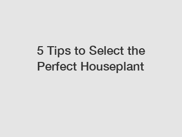 5 Tips to Select the Perfect Houseplant