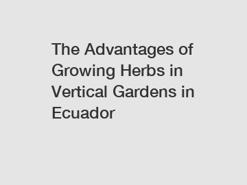 The Advantages of Growing Herbs in Vertical Gardens in Ecuador