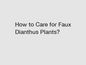 How to Care for Faux Dianthus Plants? How to Care for Faux Dianthus Plants?