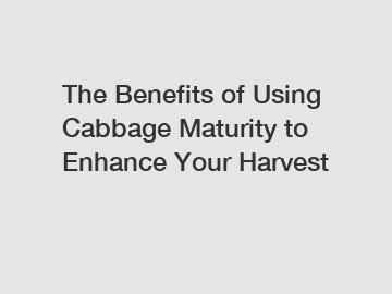 The Benefits of Using Cabbage Maturity to Enhance Your Harvest
