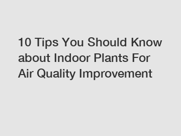 10 Tips You Should Know about Indoor Plants For Air Quality Improvement