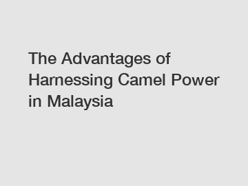 The Advantages of Harnessing Camel Power in Malaysia