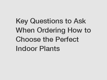 Key Questions to Ask When Ordering How to Choose the Perfect Indoor Plants