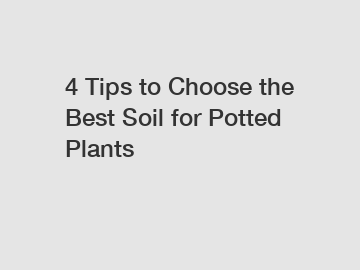4 Tips to Choose the Best Soil for Potted Plants