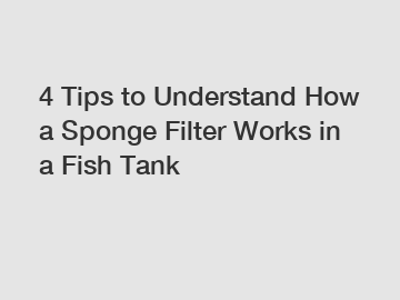 4 Tips to Understand How a Sponge Filter Works in a Fish Tank