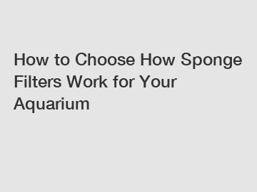 How to Choose How Sponge Filters Work for Your Aquarium