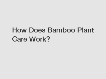 How Does Bamboo Plant Care Work?