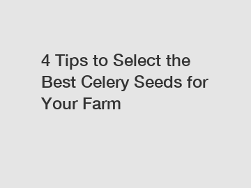 4 Tips to Select the Best Celery Seeds for Your Farm