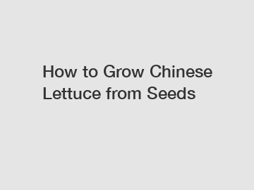 How to Grow Chinese Lettuce from Seeds
