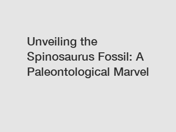 Unveiling the Spinosaurus Fossil: A Paleontological Marvel