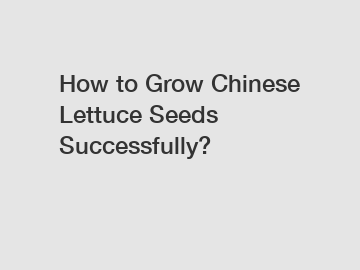 How to Grow Chinese Lettuce Seeds Successfully?