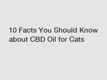 10 Facts You Should Know about CBD Oil for Cats