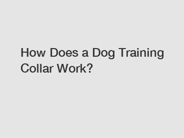 How Does a Dog Training Collar Work?