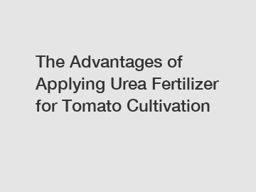 The Advantages of Applying Urea Fertilizer for Tomato Cultivation