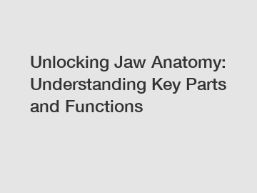 Unlocking Jaw Anatomy: Understanding Key Parts and Functions