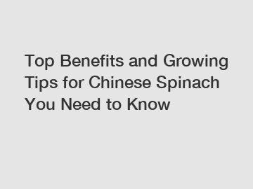 Top Benefits and Growing Tips for Chinese Spinach You Need to Know