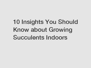 10 Insights You Should Know about Growing Succulents Indoors