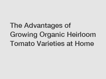 The Advantages of Growing Organic Heirloom Tomato Varieties at Home