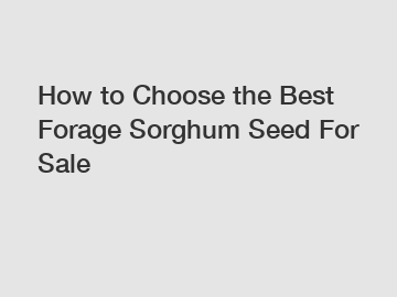 How to Choose the Best Forage Sorghum Seed For Sale