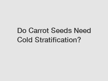 Do Carrot Seeds Need Cold Stratification?