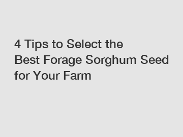 4 Tips to Select the Best Forage Sorghum Seed for Your Farm