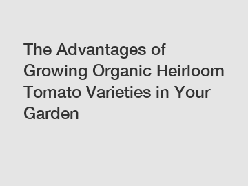 The Advantages of Growing Organic Heirloom Tomato Varieties in Your Garden