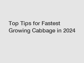 Top Tips for Fastest Growing Cabbage in 2024