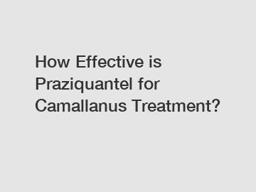 How Effective is Praziquantel for Camallanus Treatment?