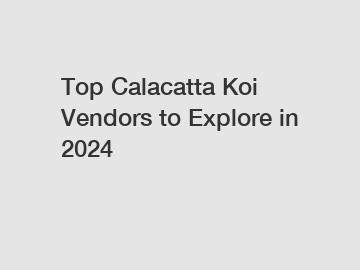 Top Calacatta Koi Vendors to Explore in 2024