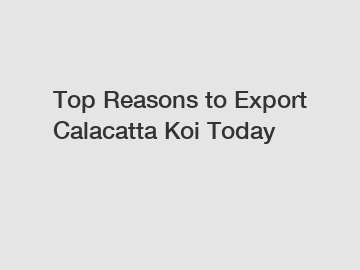 Top Reasons to Export Calacatta Koi Today