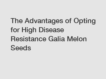 The Advantages of Opting for High Disease Resistance Galia Melon Seeds