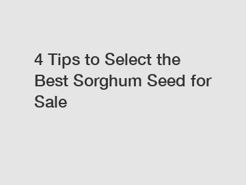 4 Tips to Select the Best Sorghum Seed for Sale