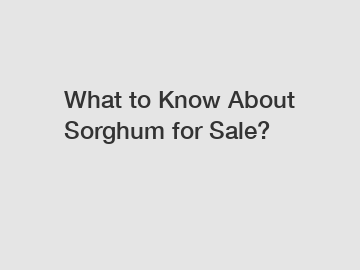 What to Know About Sorghum for Sale?