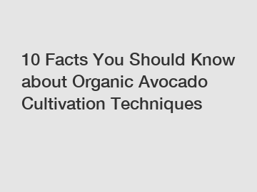 10 Facts You Should Know about Organic Avocado Cultivation Techniques