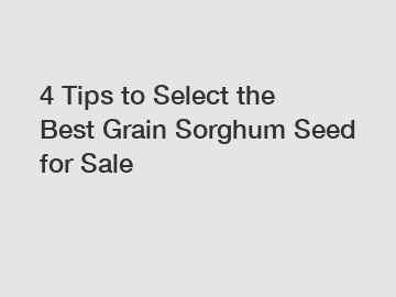 4 Tips to Select the Best Grain Sorghum Seed for Sale