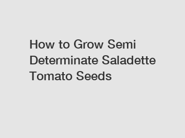 How to Grow Semi Determinate Saladette Tomato Seeds