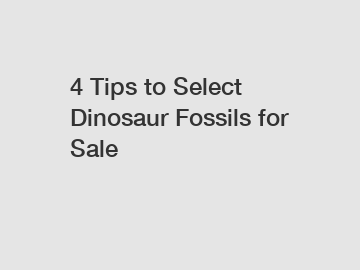 4 Tips to Select Dinosaur Fossils for Sale