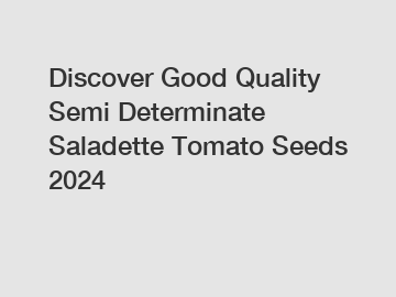 Discover Good Quality Semi Determinate Saladette Tomato Seeds 2024