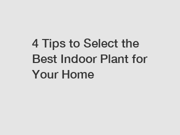4 Tips to Select the Best Indoor Plant for Your Home