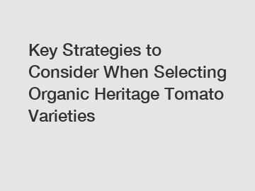 Key Strategies to Consider When Selecting Organic Heritage Tomato Varieties