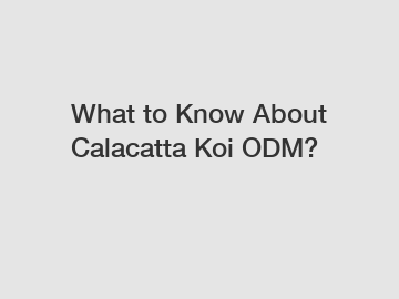 What to Know About Calacatta Koi ODM?