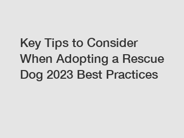 Key Tips to Consider When Adopting a Rescue Dog 2024 Best Practices
