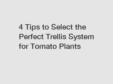 4 Tips to Select the Perfect Trellis System for Tomato Plants