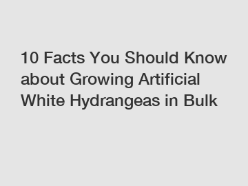 10 Facts You Should Know about Growing Artificial White Hydrangeas in Bulk