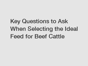 Key Questions to Ask When Selecting the Ideal Feed for Beef Cattle