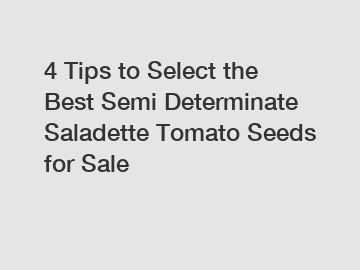 4 Tips to Select the Best Semi Determinate Saladette Tomato Seeds for Sale