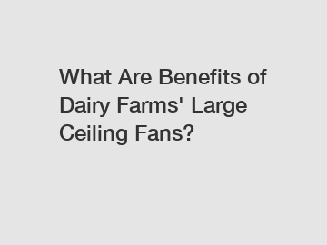 What Are Benefits of Dairy Farms' Large Ceiling Fans?